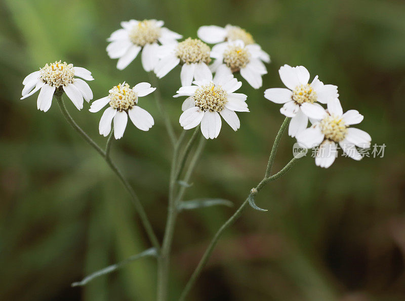 Sneezeweed ptarmica耆()